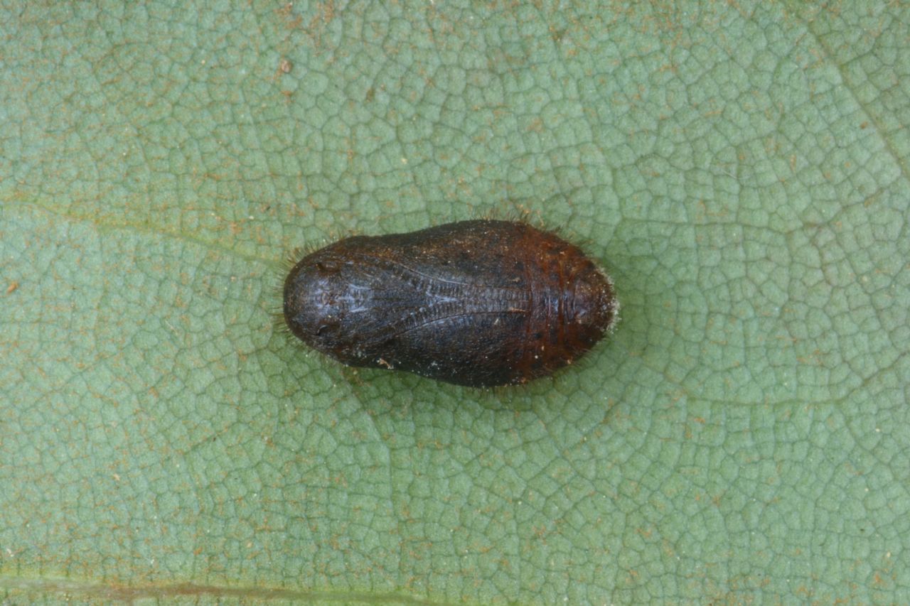 identificazione bruco: Callophrys rubi (Lycaenidae)